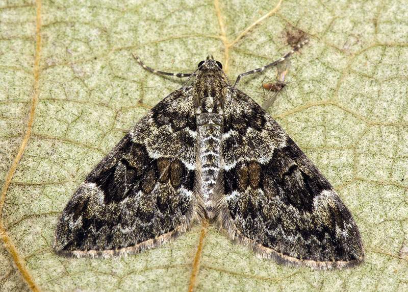 Geometridae: Thera sp.